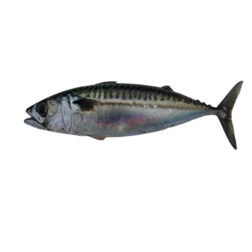 Scomber_scombrus_mackerel.png